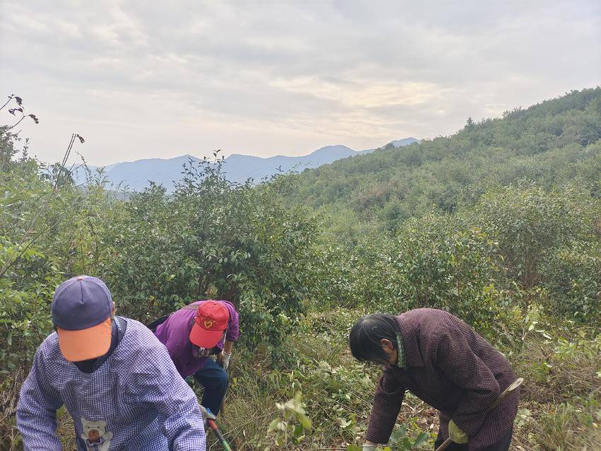 绿林镇：硕果压枝头，油茶香满山(1).doc