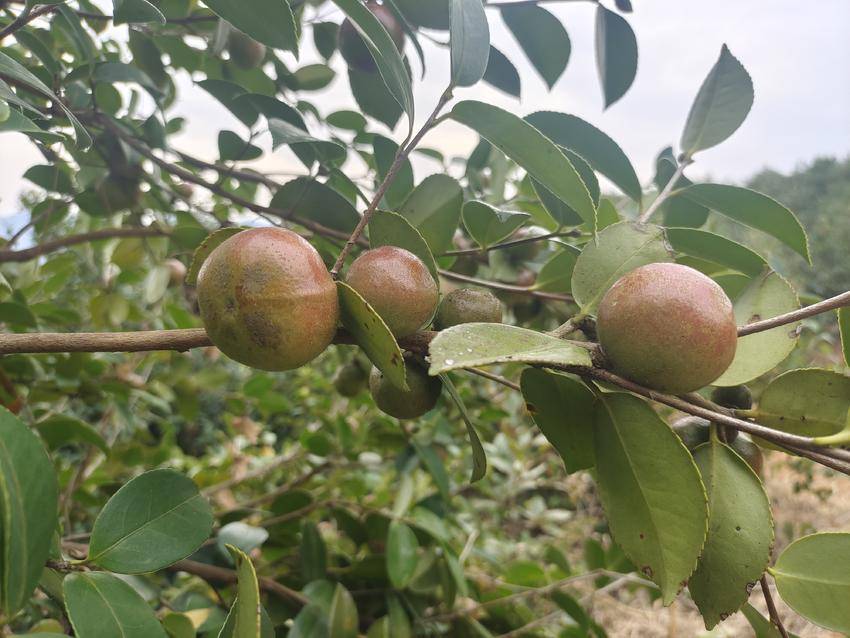 绿林镇：硕果压枝头，油茶香满山(1).doc